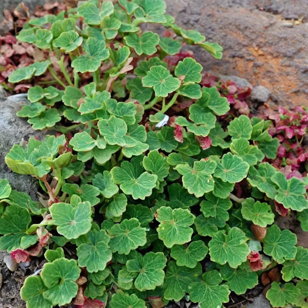 Creeping Raspberry