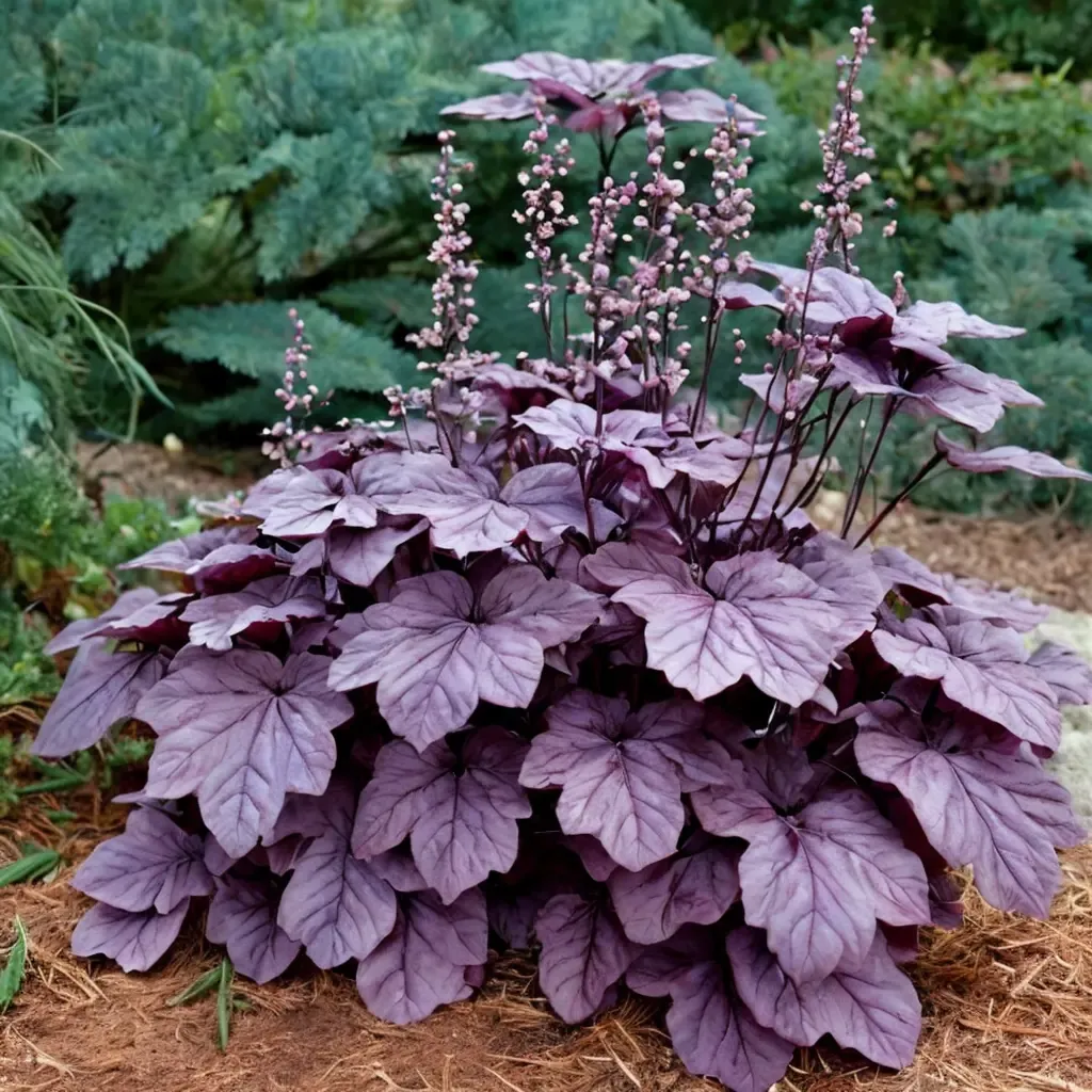 Pink Panther Coral Bells