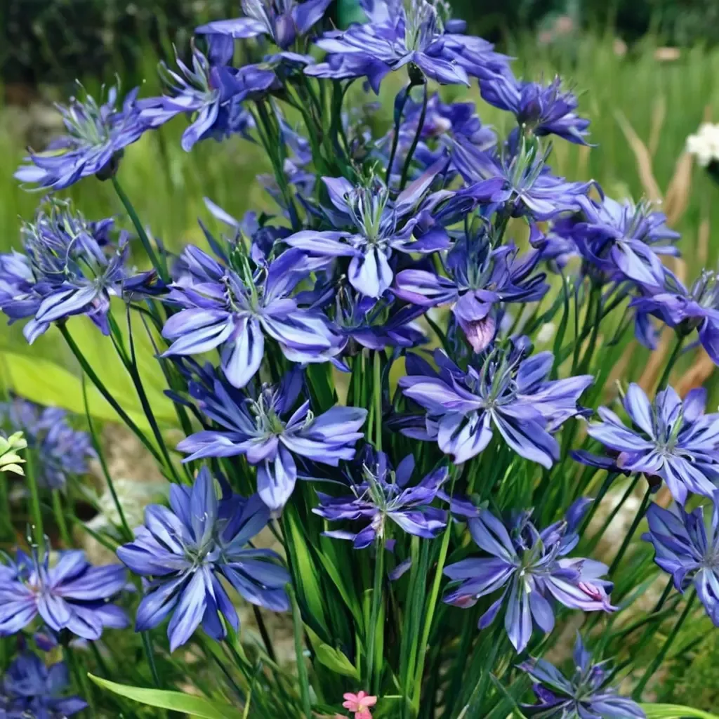 Headbourne Hybrids African Lily