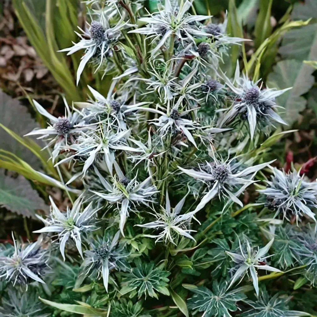 Variegated Sea Holly