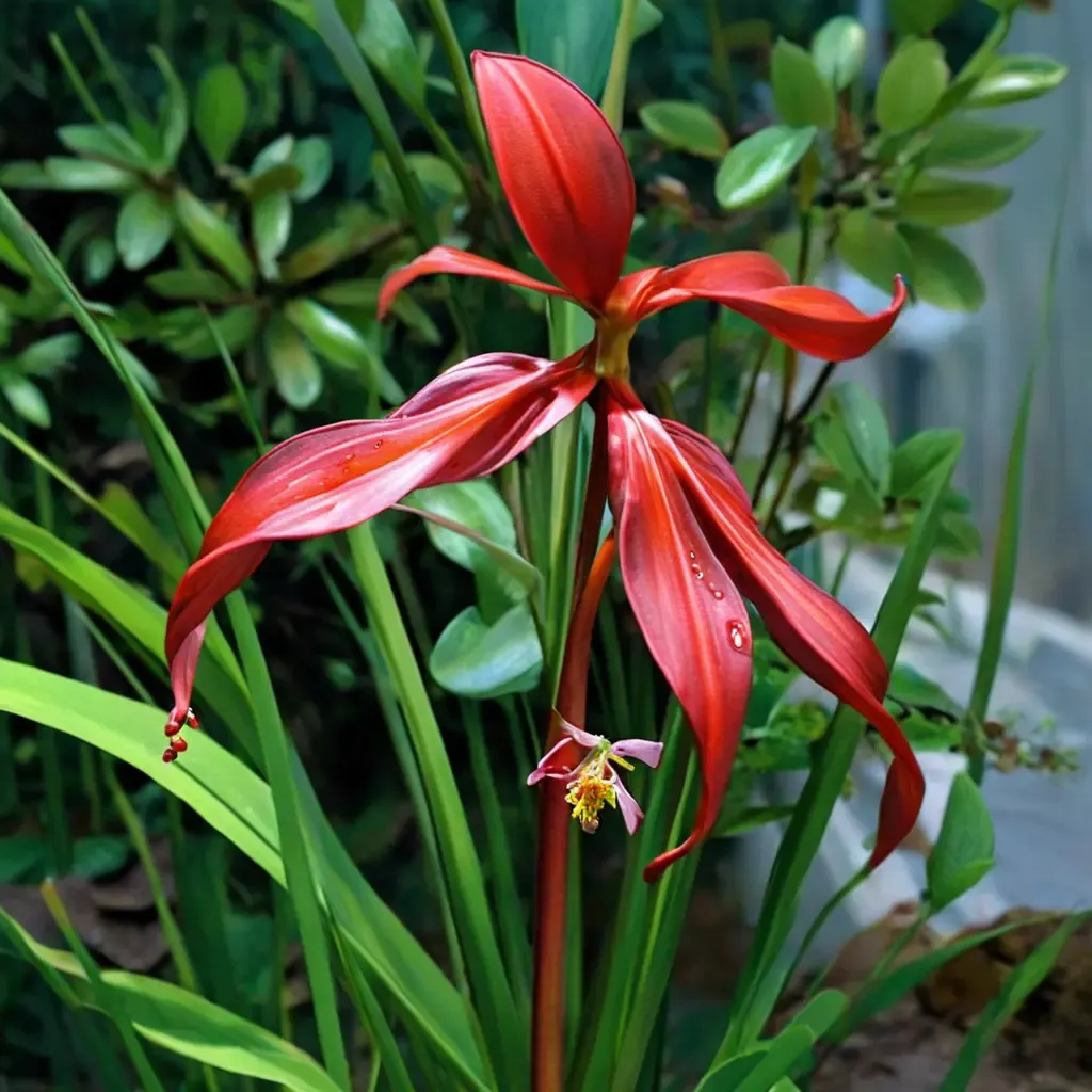 Aztec Lily