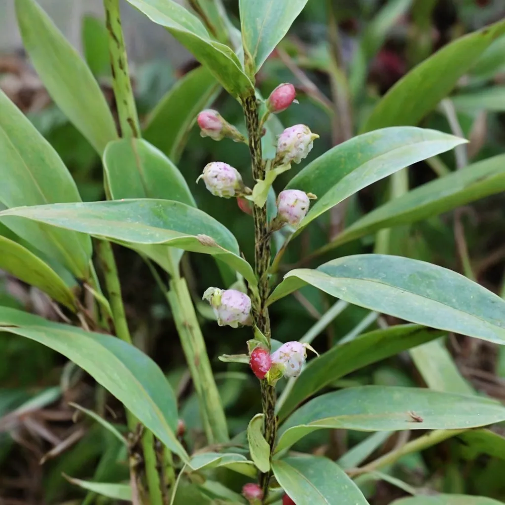 Spotted Solomon's Seal
