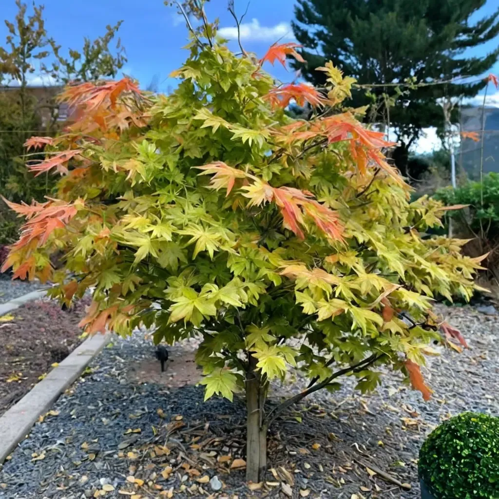 Elegans Japanese Maple
