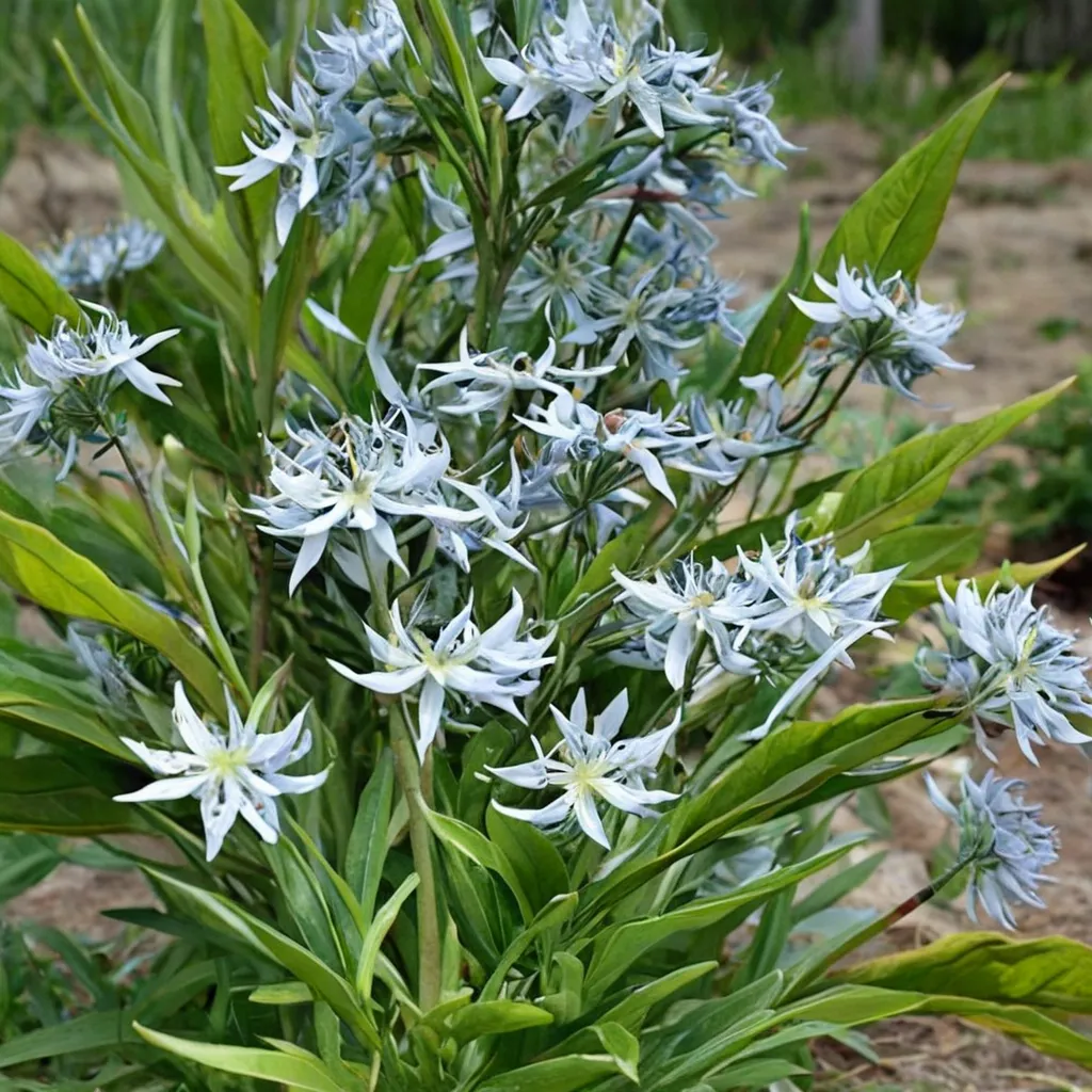 Shining Blue Star