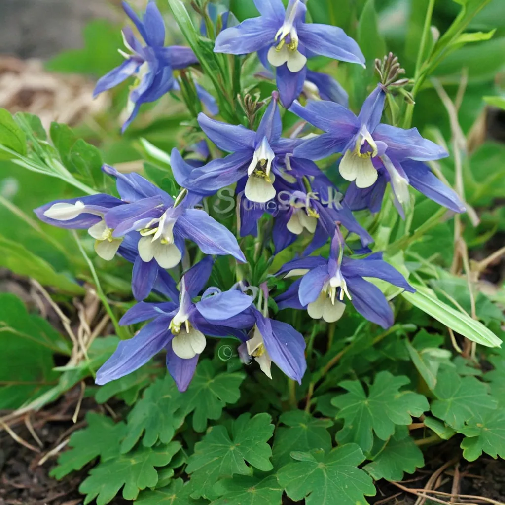 Fan Columbine
