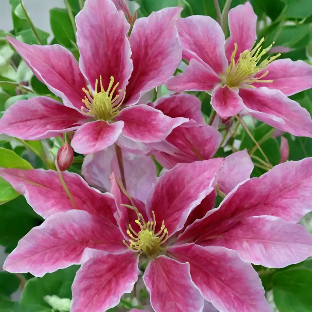 Clematis 'Vicki'