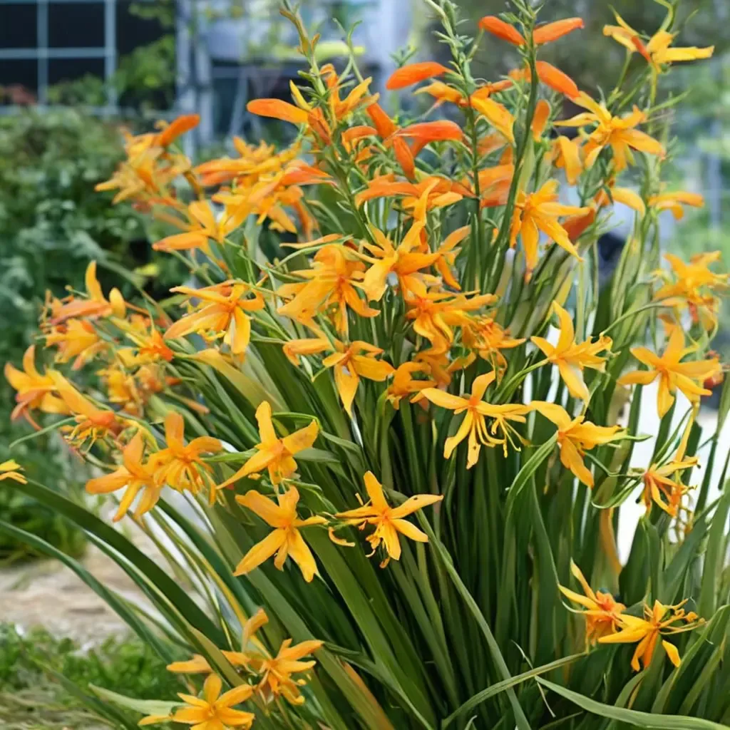 Montbretia 'George Davidson'