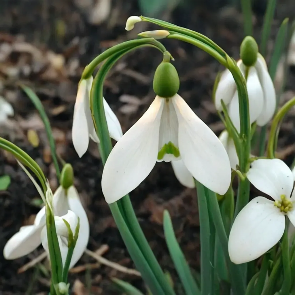 Straffan Snowdrop