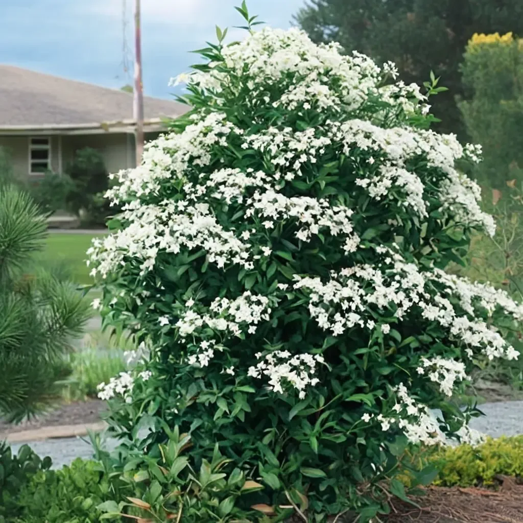 Sweet Autumn Clematis
