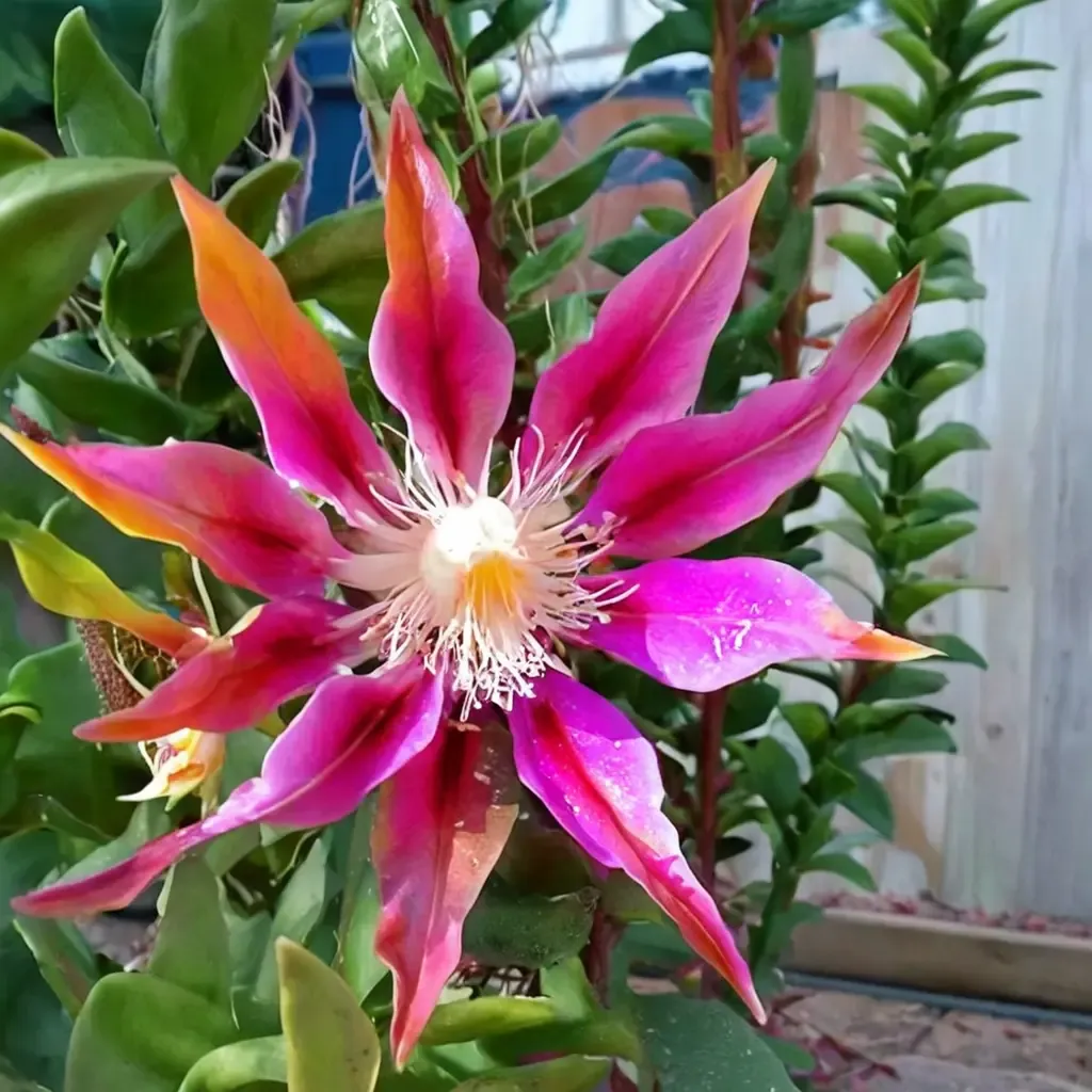 Ric Rac Cactus Fishbone Cactus