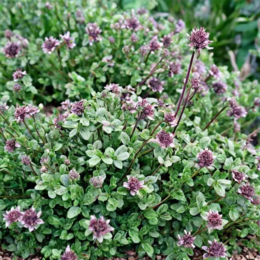 Doone Valley Lemon Thyme