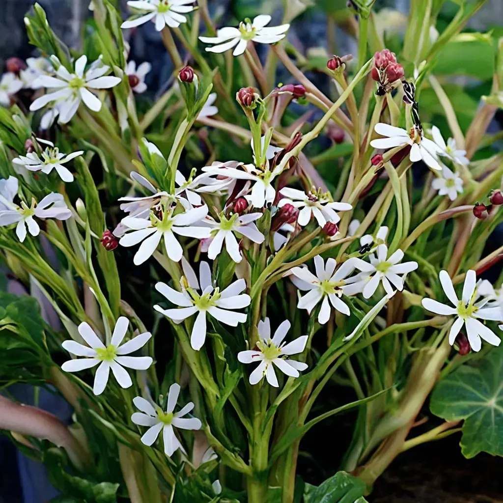 Night Phlox