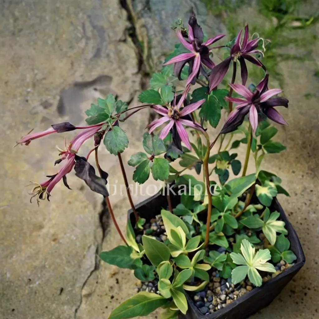 Rock's Columbine