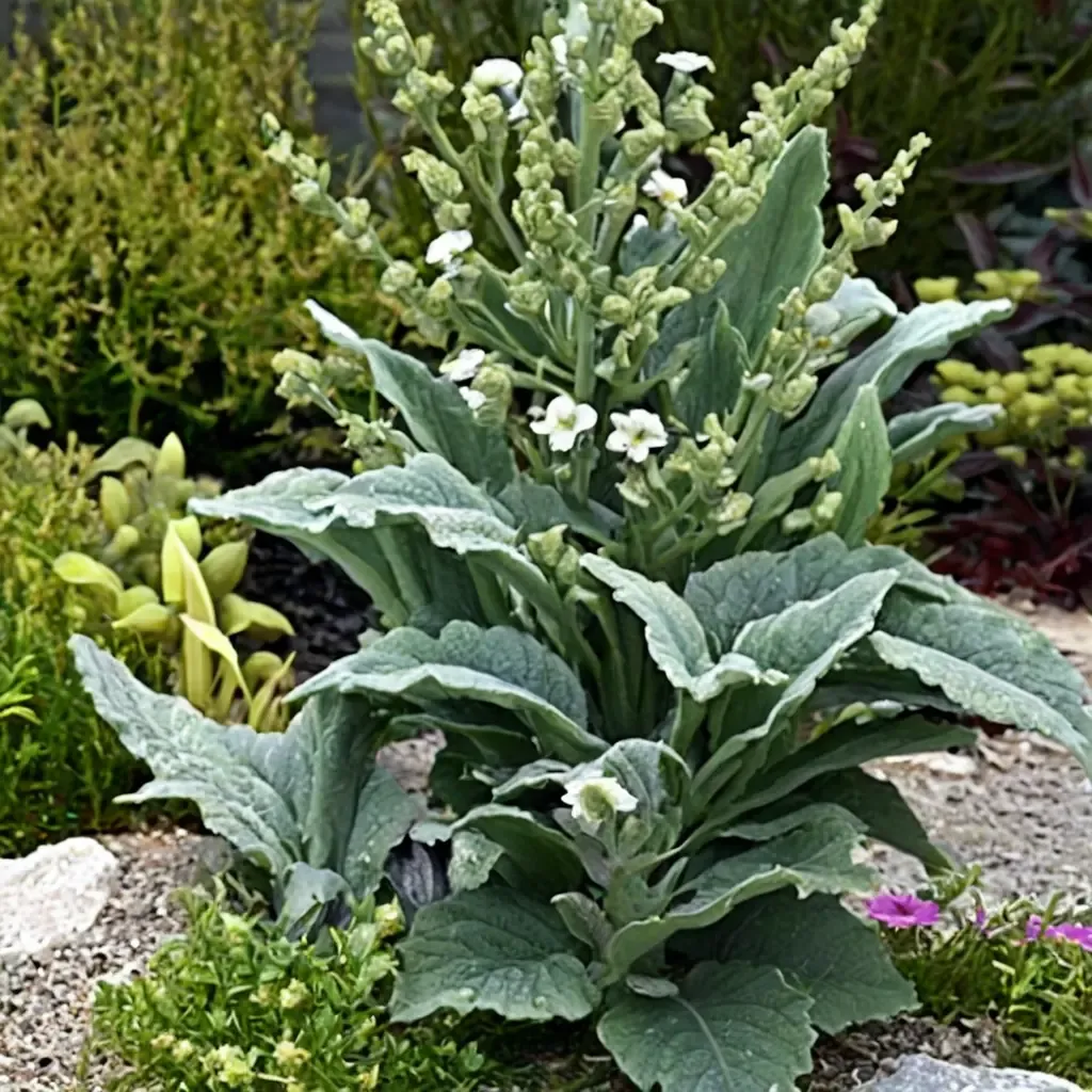Silver Sage
