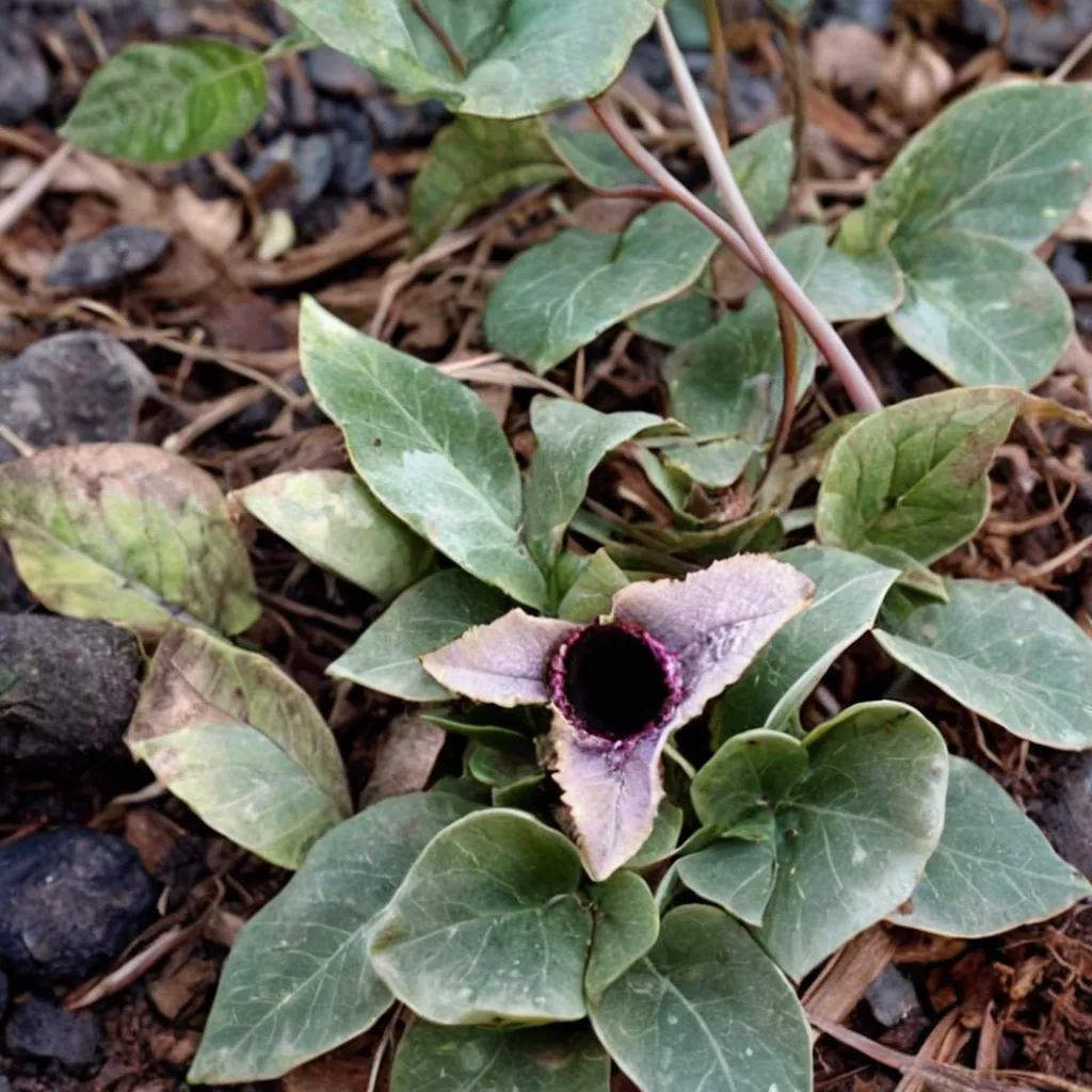 Japanese Wild Ginger