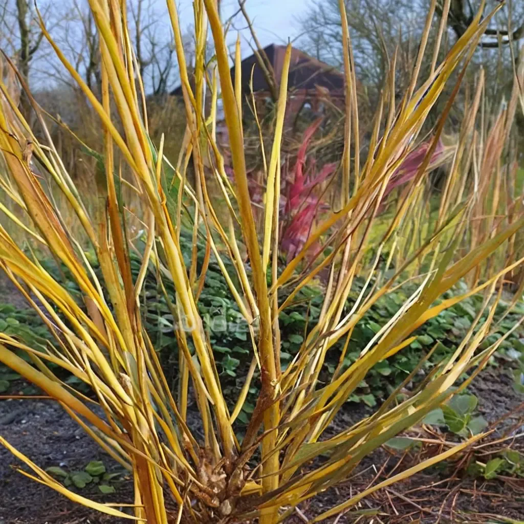 Golden Willow