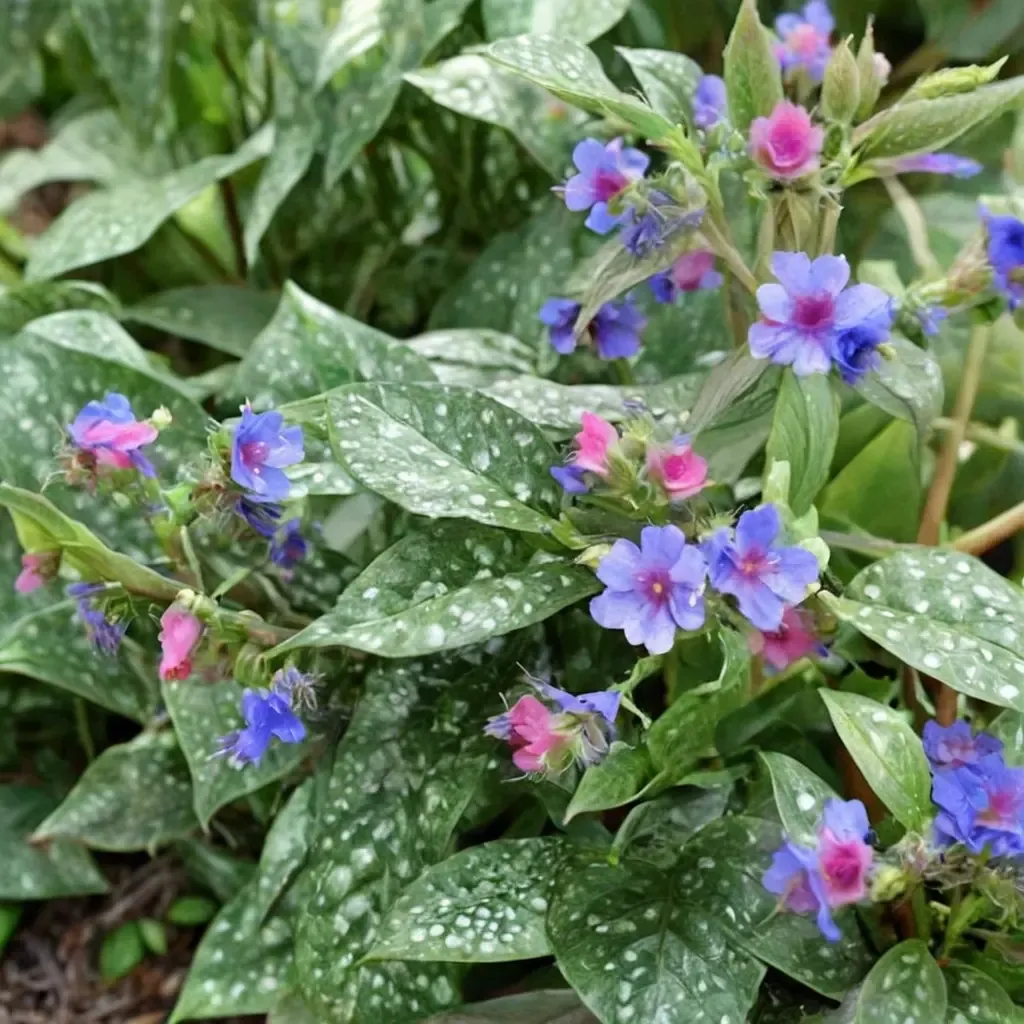 Trevi Fountain Lungwort