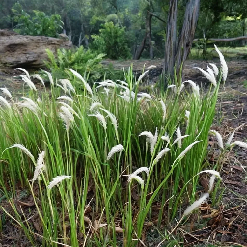 Japanese Blood Grass