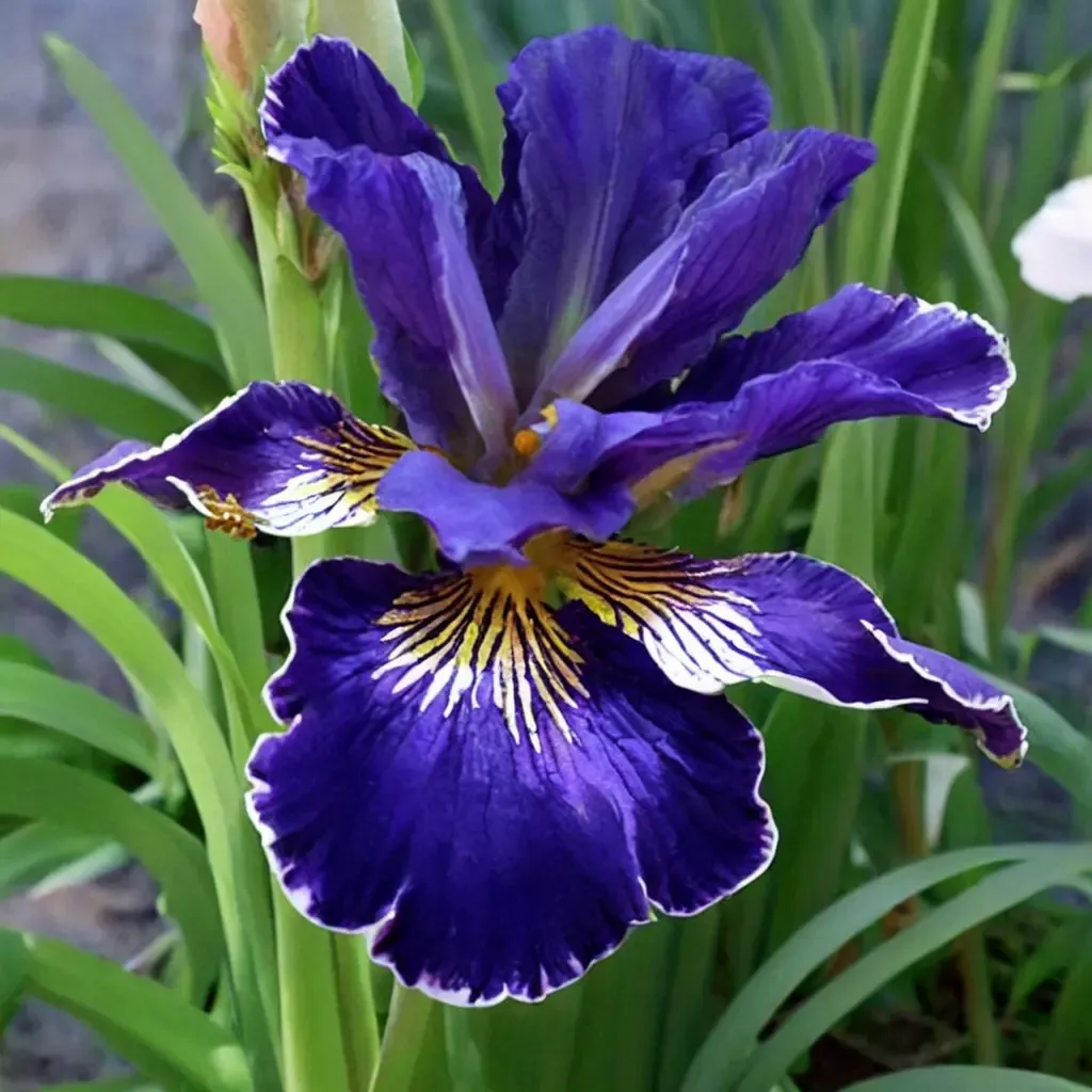 Golden Edge Bearded Iris