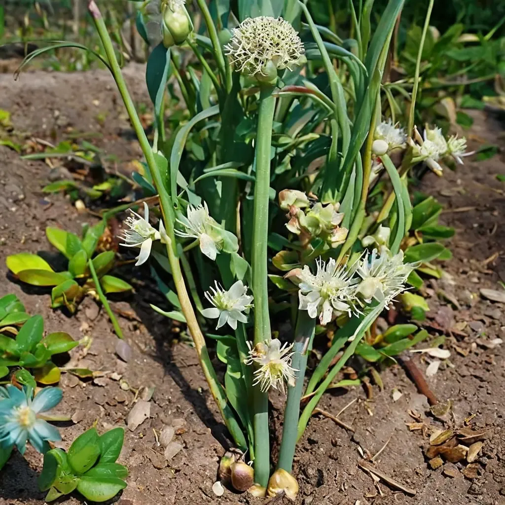 Onion