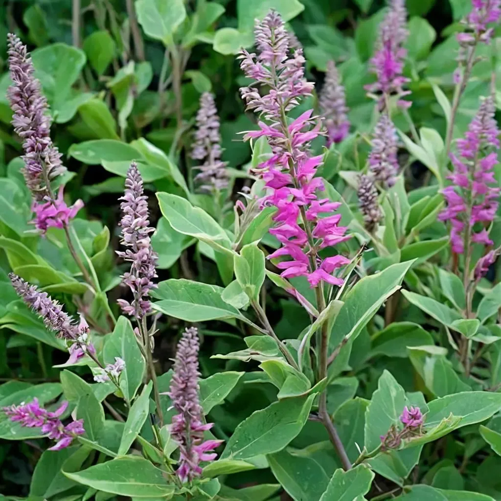 Betony Germander
