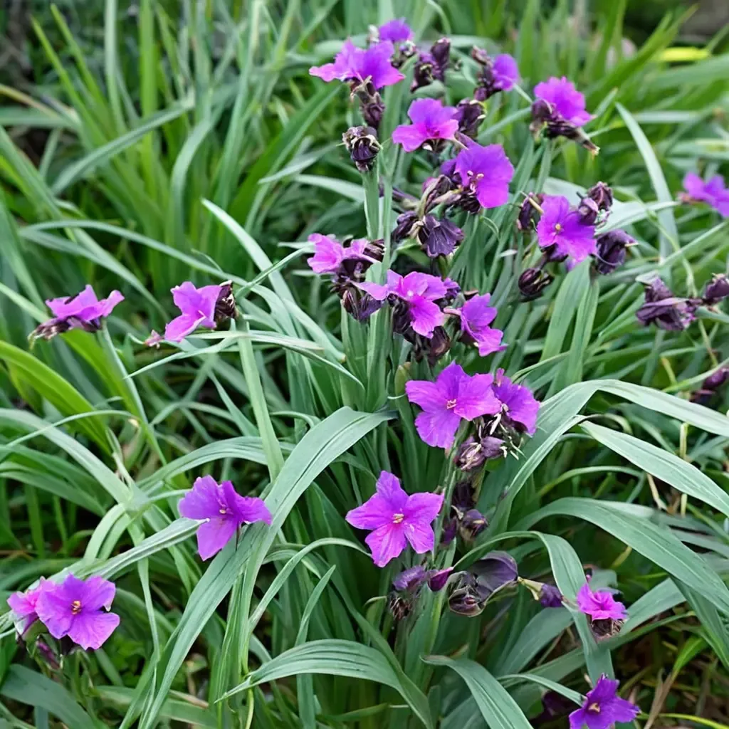 Concord Grape Spiderwort