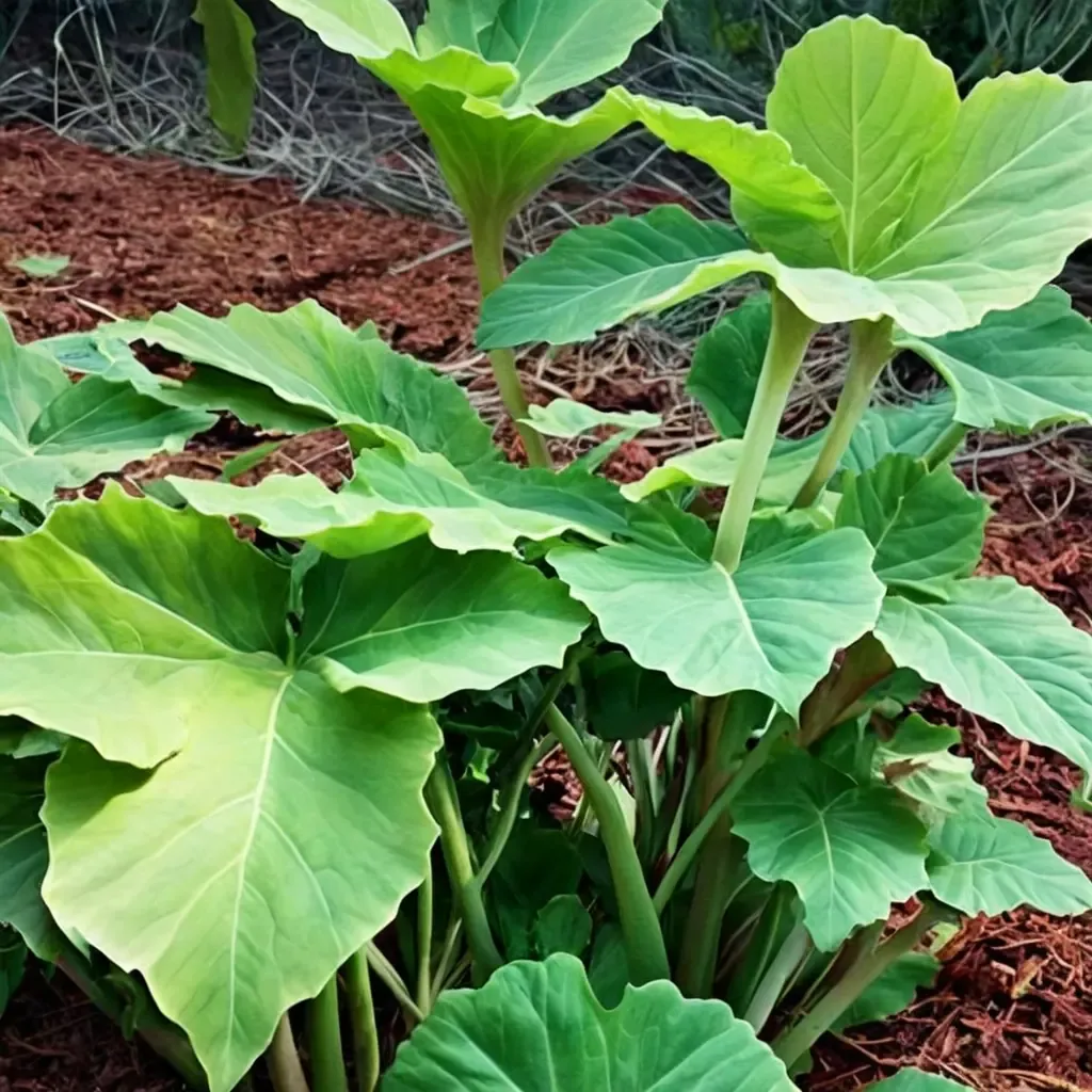 Giant Taro