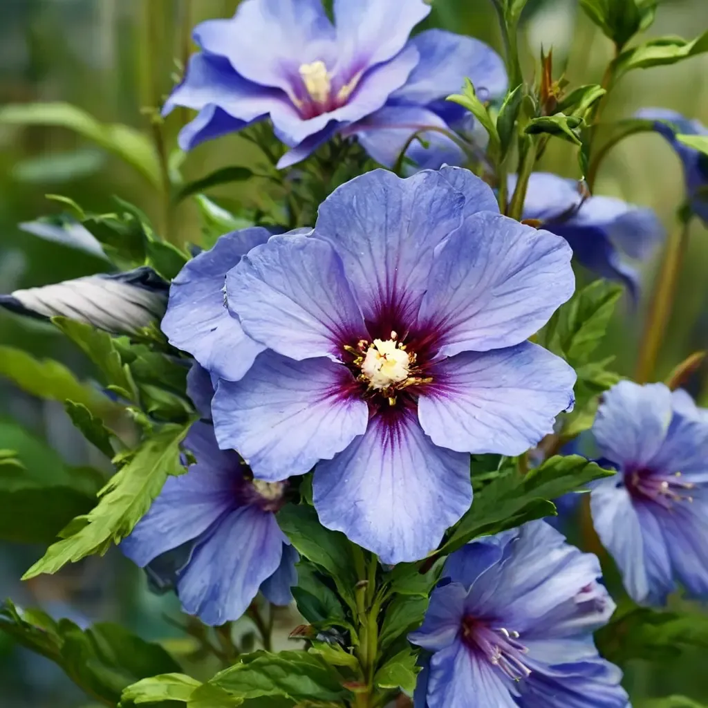 Blue Bird Rose of Sharon