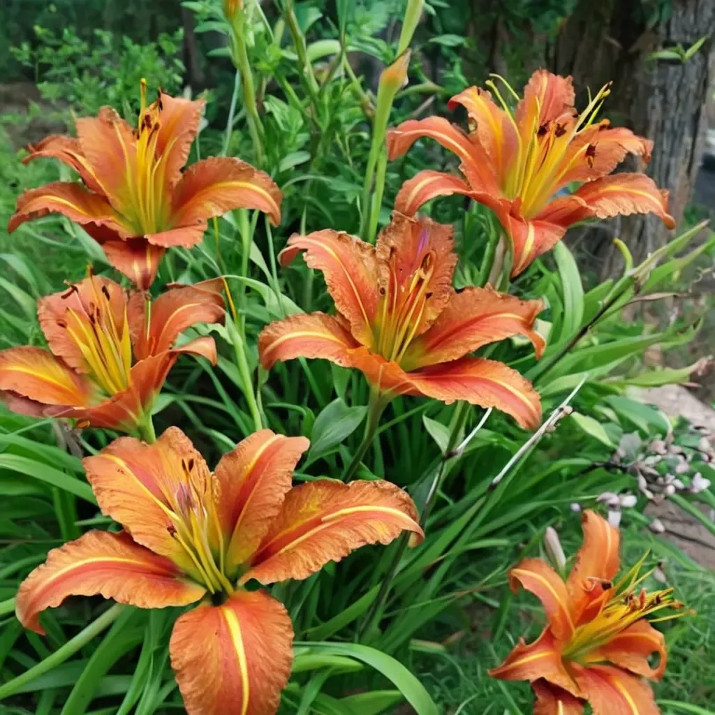 Common Orange Daylily