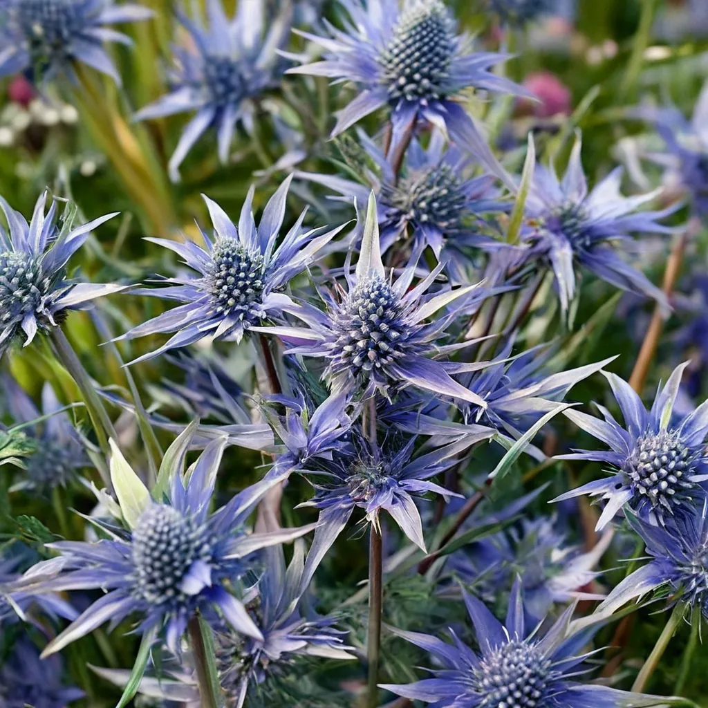 Blue Hobbit Eryngium