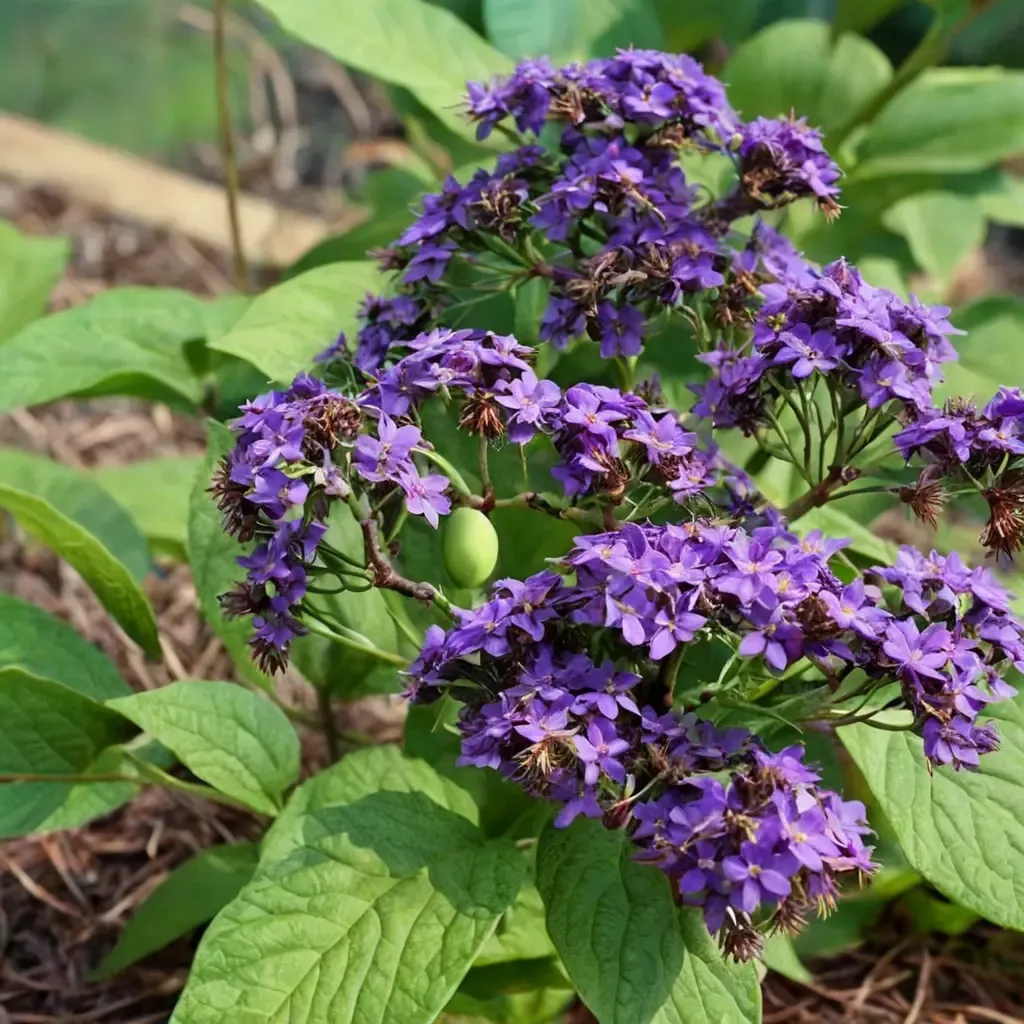 Common Heliotrope