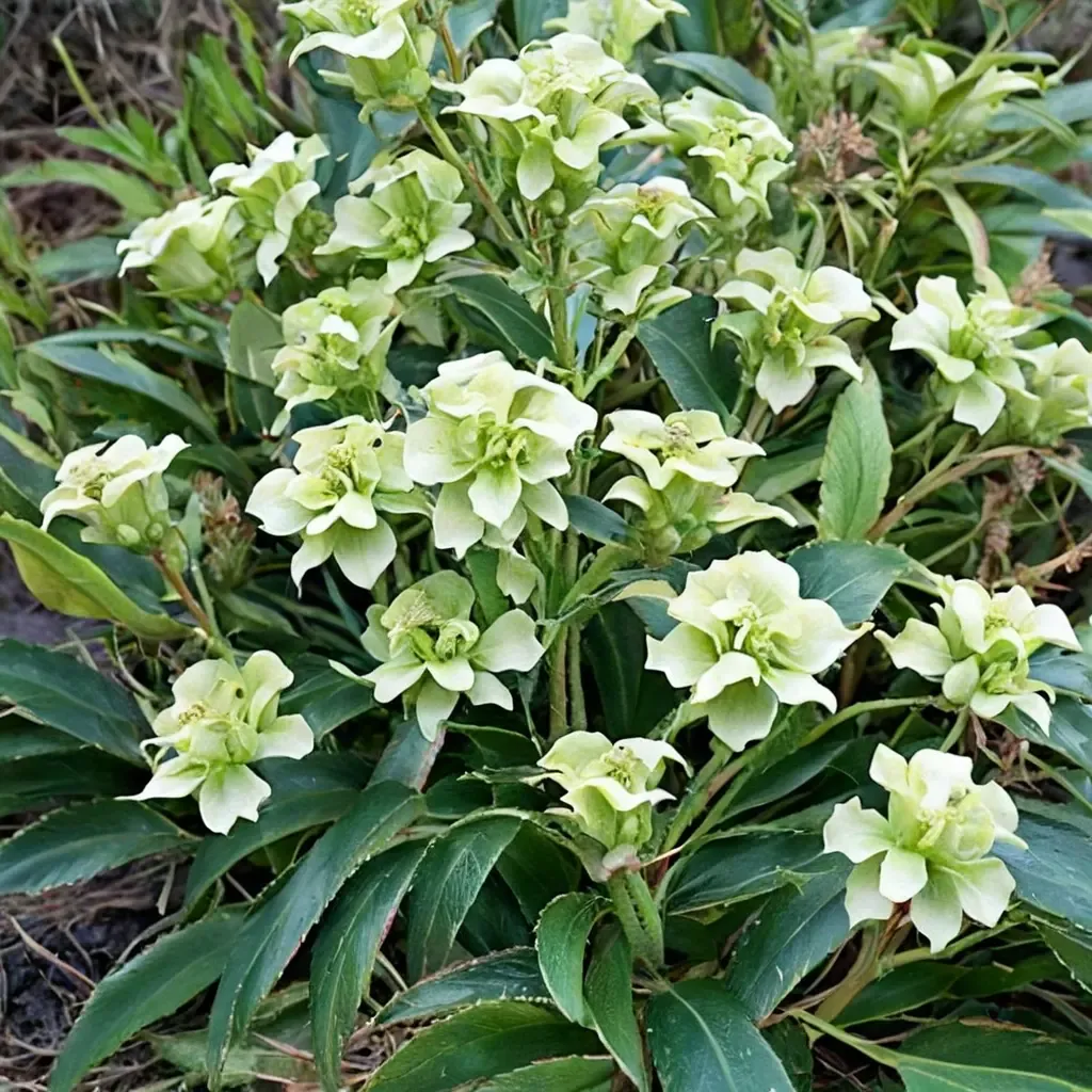 Corsican Hellebore