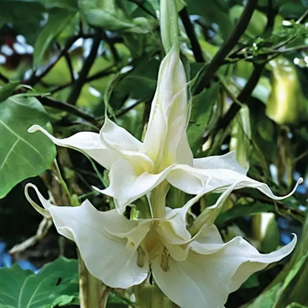 Double White Angel's Trumpet