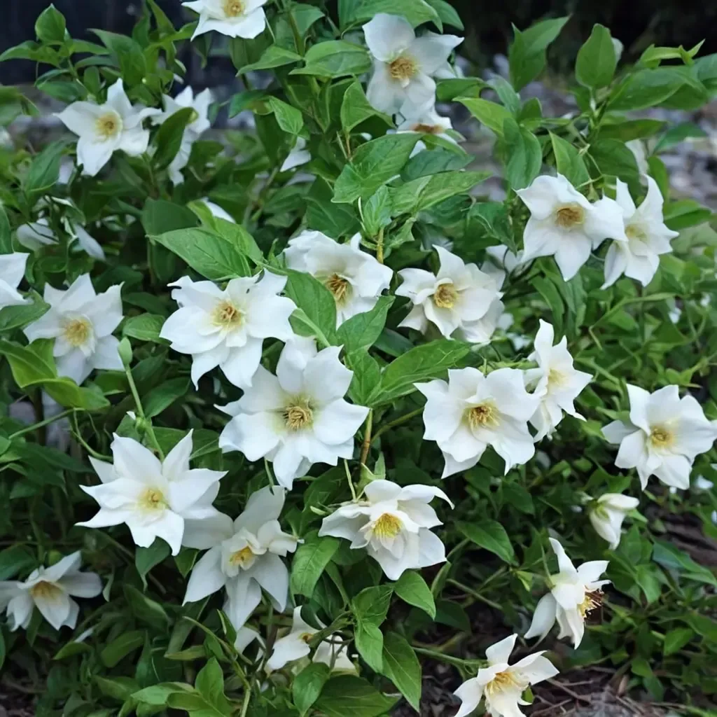 Belle Etoile Mockorange