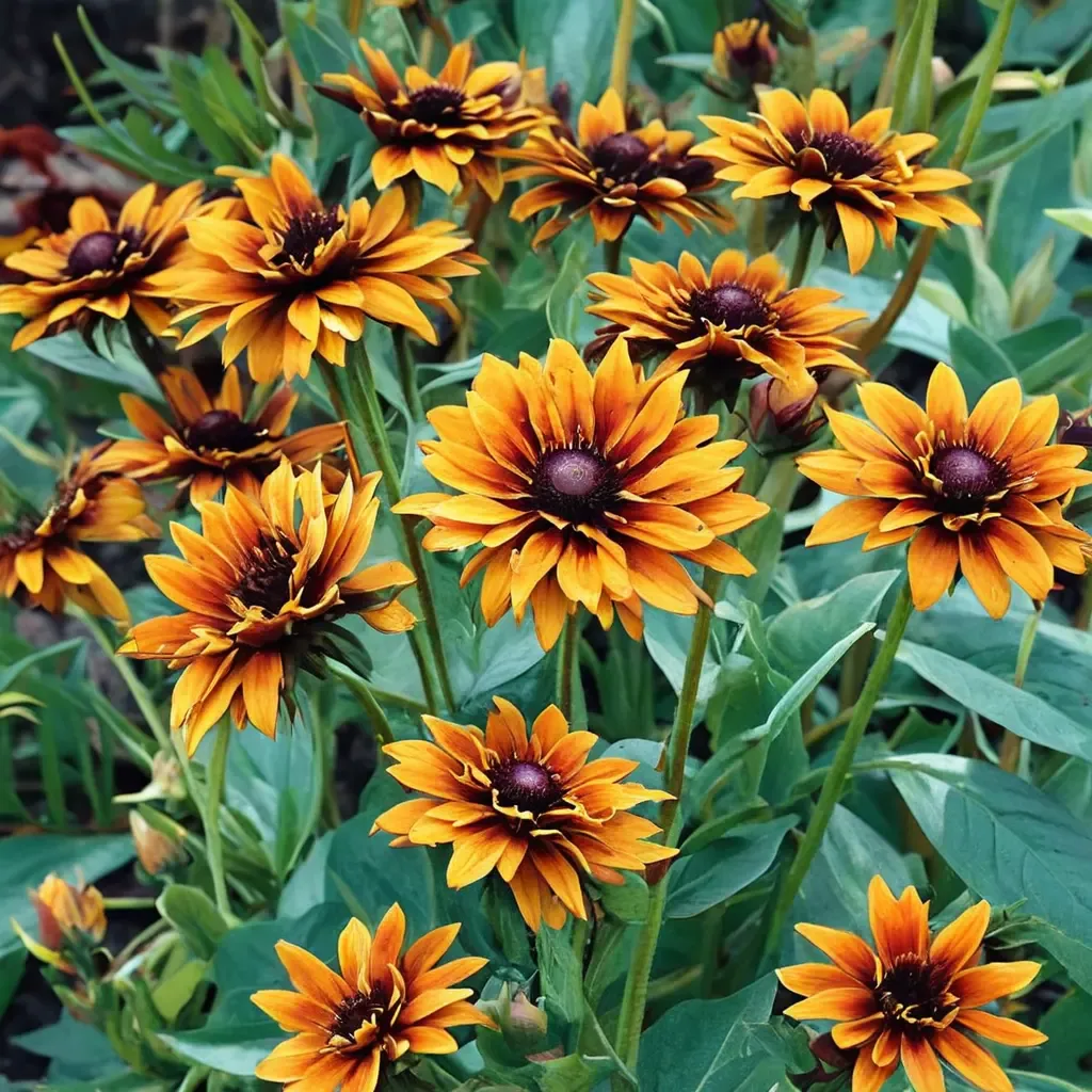 Cherokee Sunset Black-eyed Susan