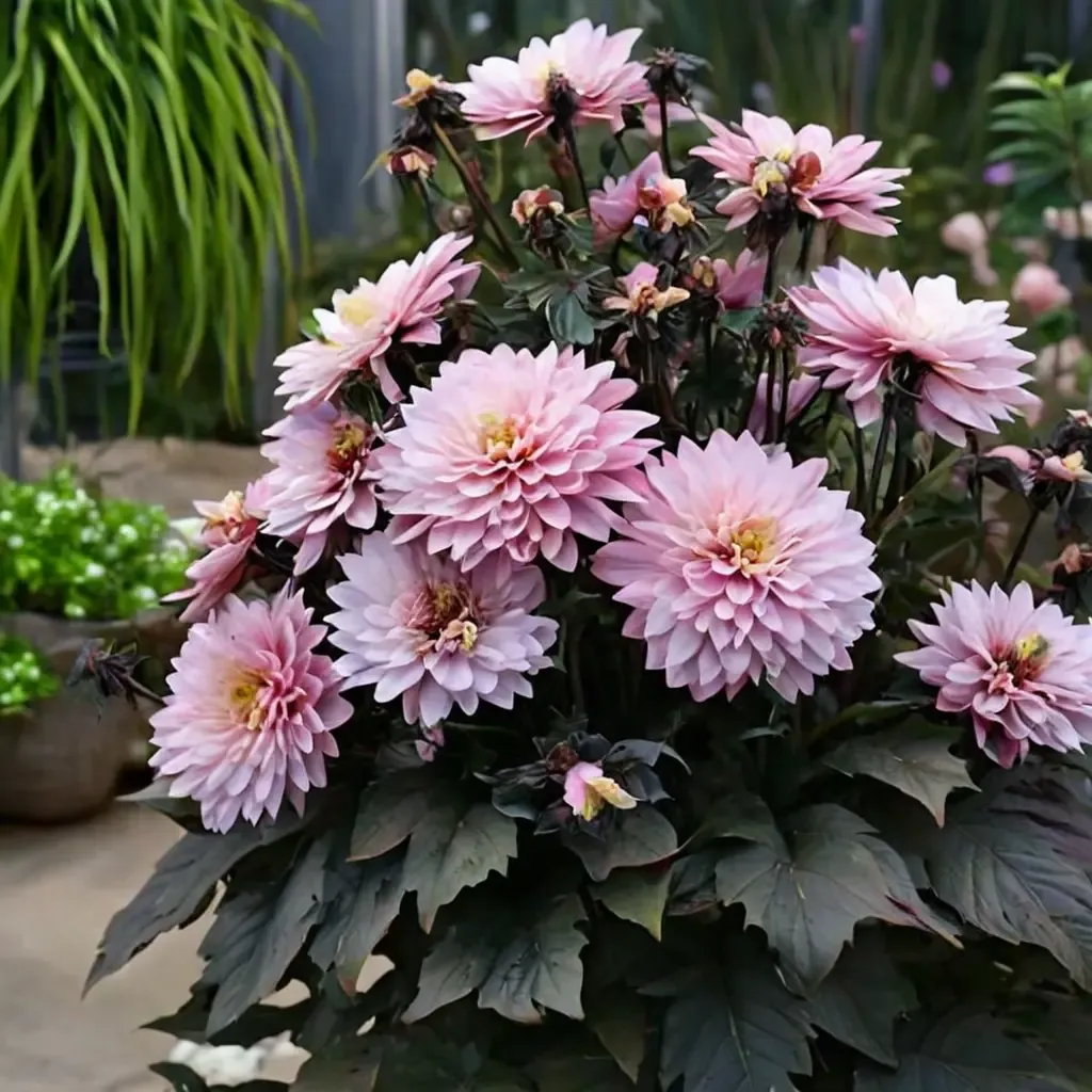 Melody Harmony Dahlia
