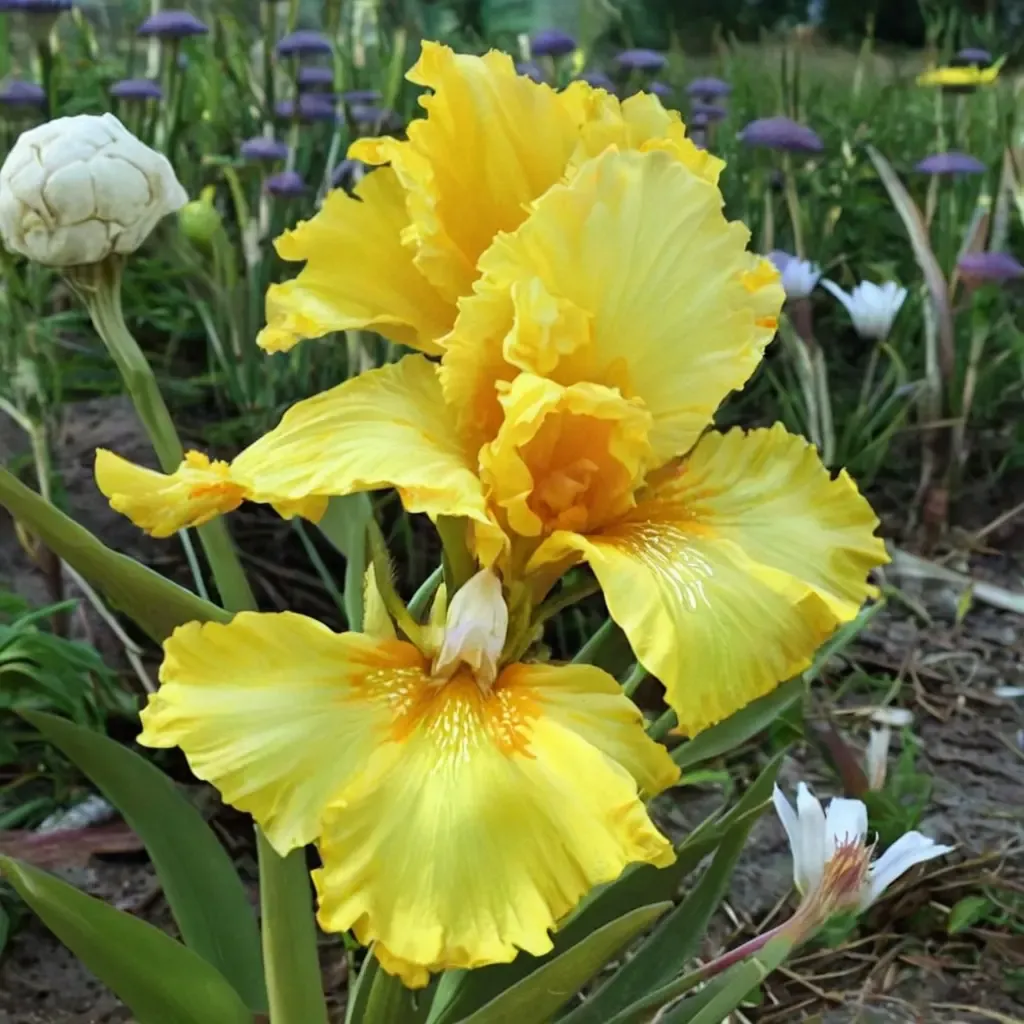 Acapulco Gold Louisiana Iris