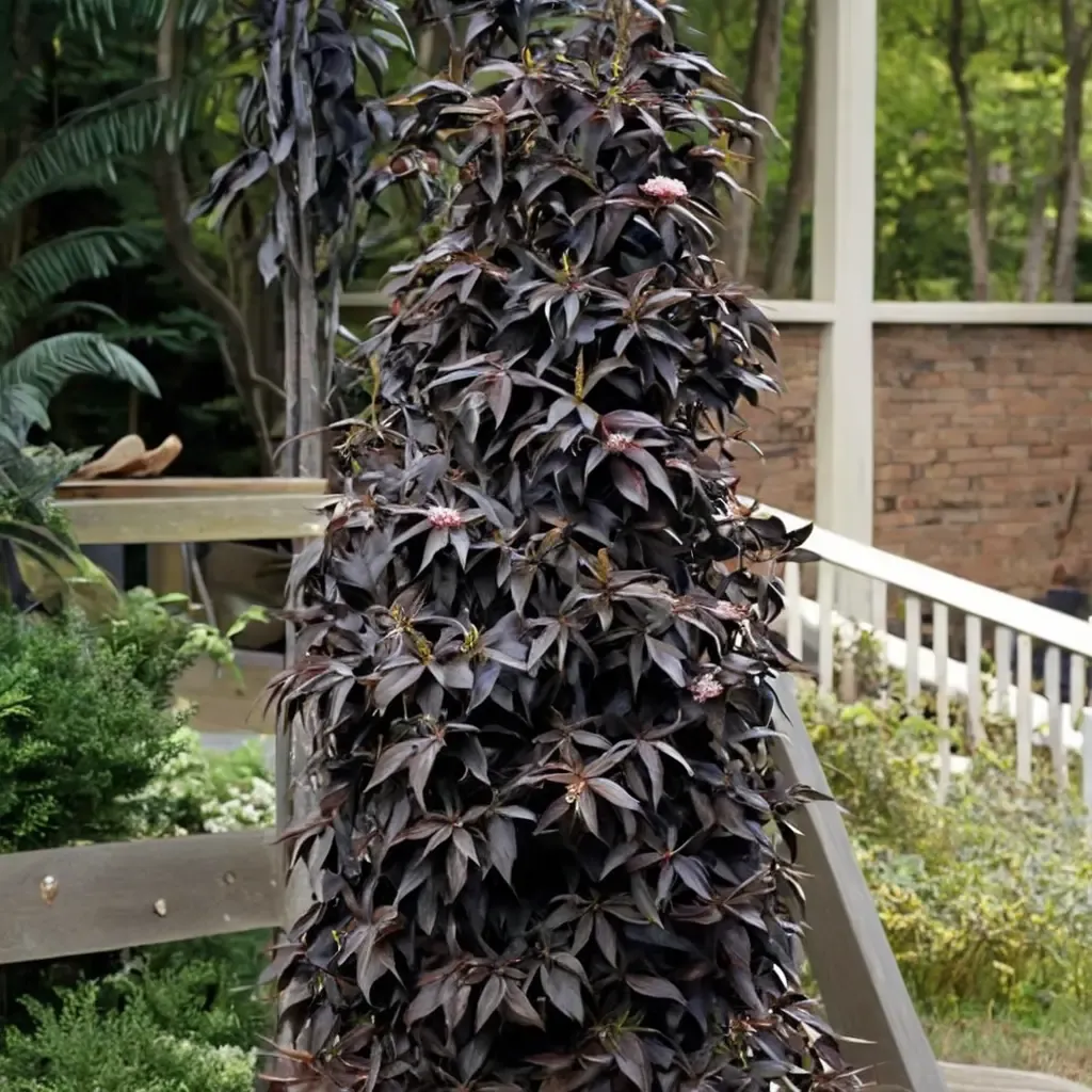 Black Tower Elderberry