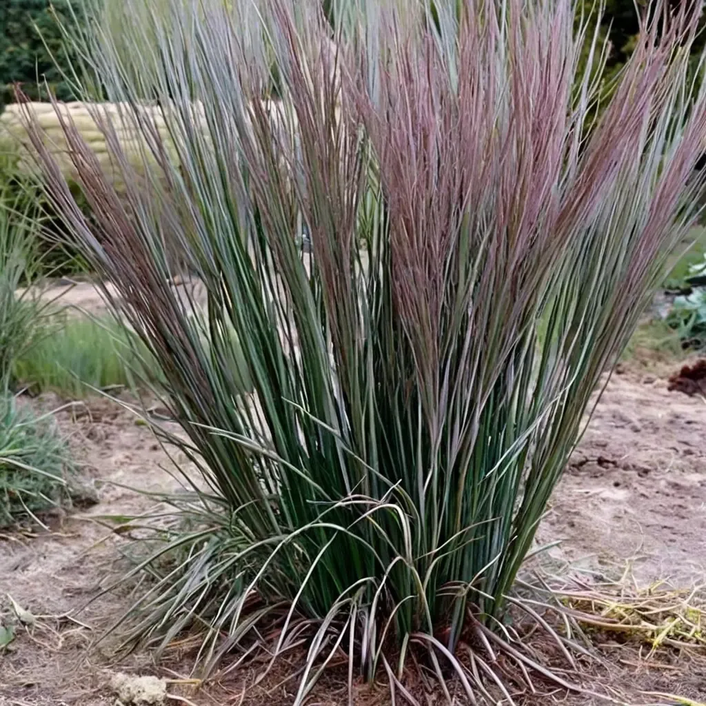 Blue Paradise Little Bluestem