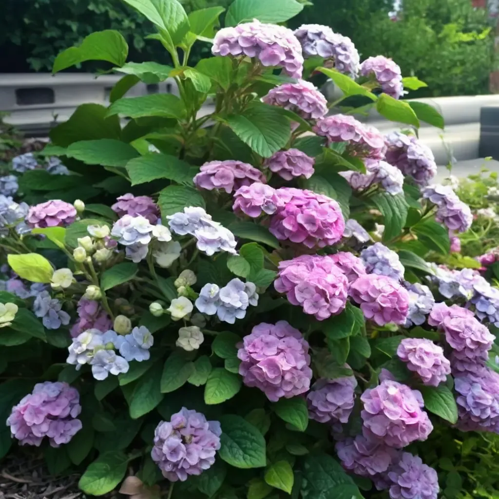Penny Mac Hydrangea