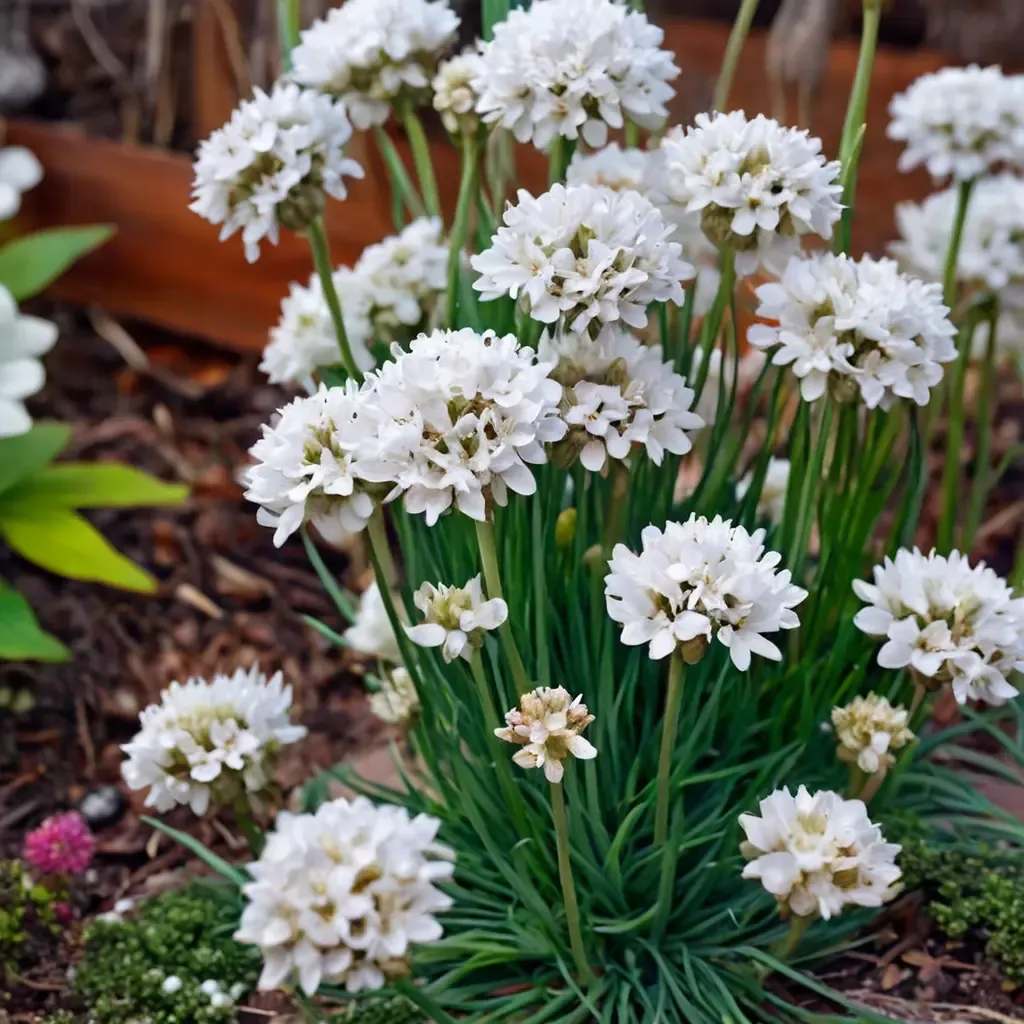 Ballerina White Sea Thrift