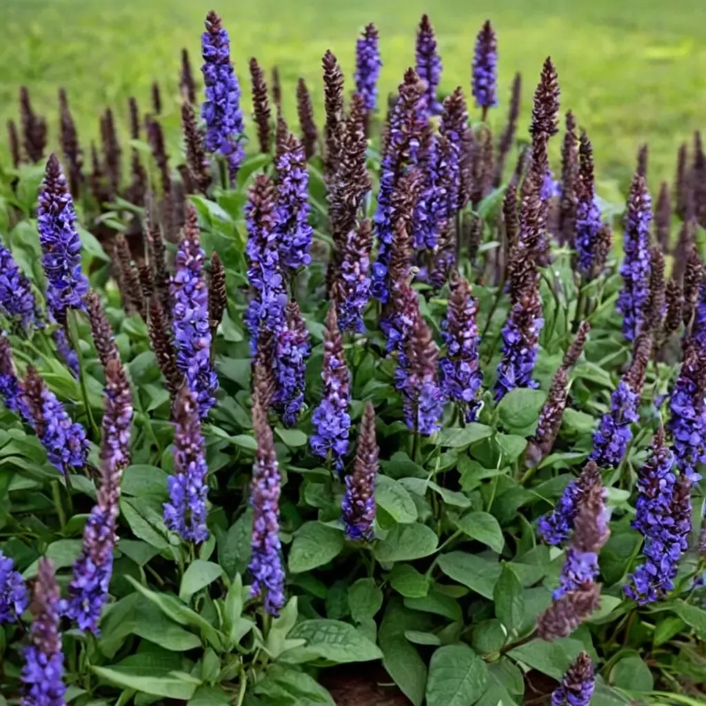 Bumbleblue Sage