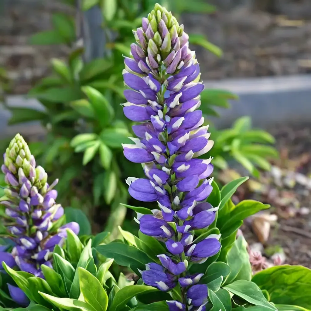 Blue Bicolor Lupine