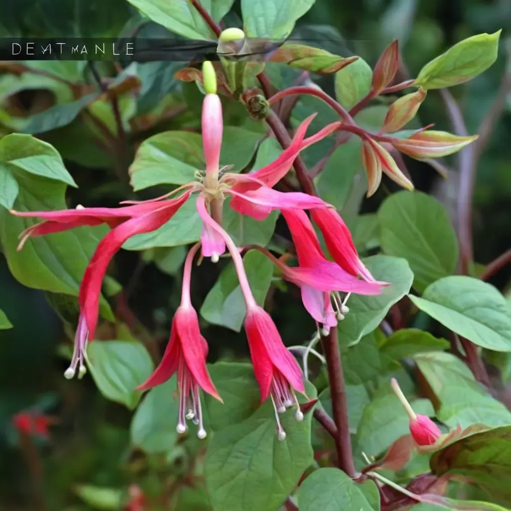 Autumnale Hardy Fuchsia