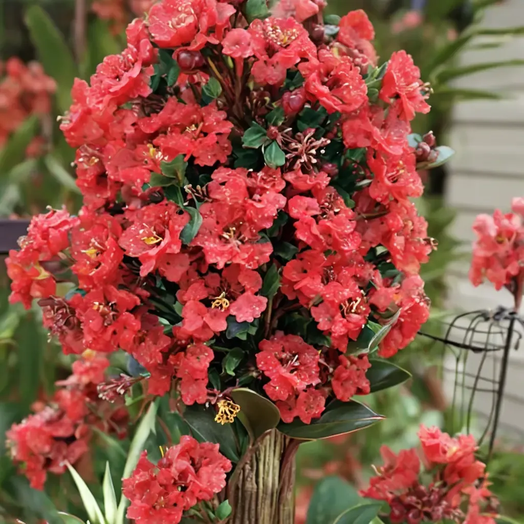 Enduring Summer Crape Myrtle