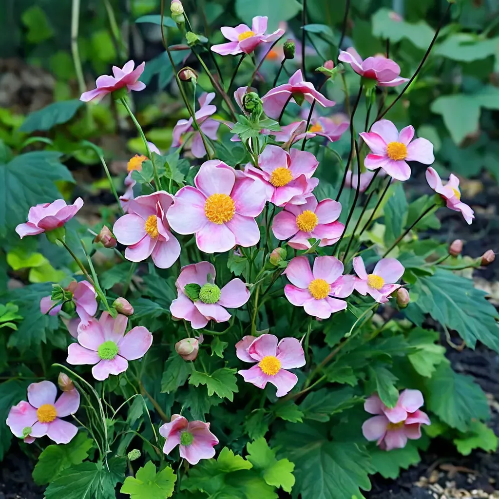 September Charm Japanese Anemone