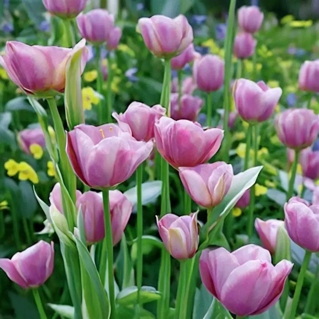 Single Early Tulip