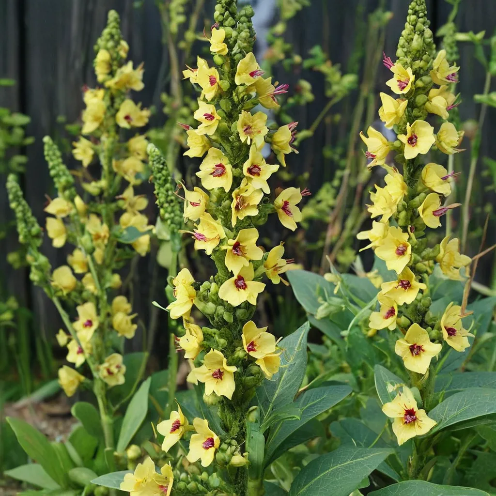 Black Mullein
