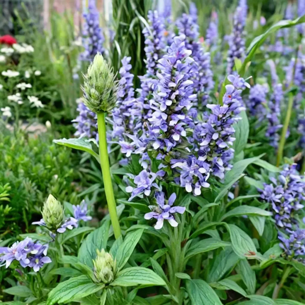 Blue Moon Catmint