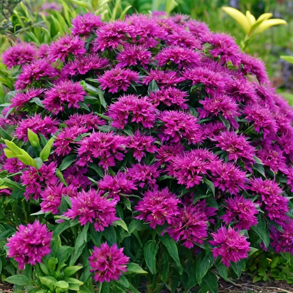 Grape Gumball Bee Balm